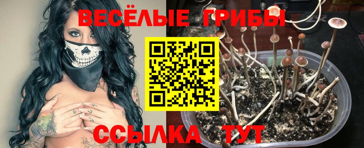 Псилоцибиновые грибы Cubensis Десногорск